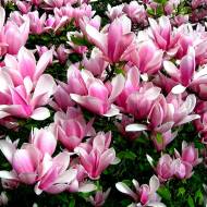 Саджанець Магнолія гібридна Хевен Сцент в контейнері